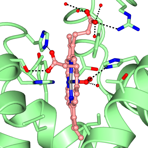 ligand binding site