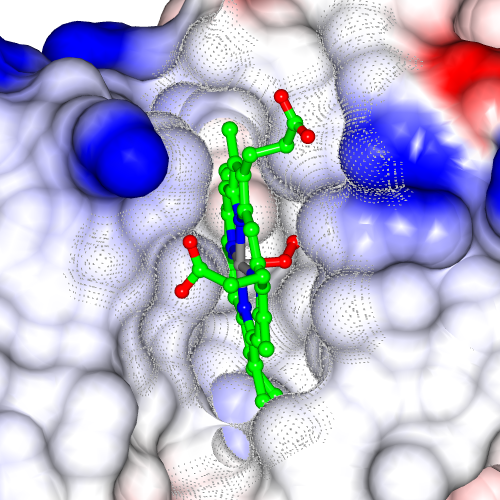 ligand site surface