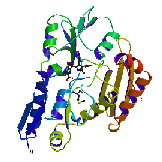Hydroxymethylbilane Synthase, A. Hadener et al, 
[1999] Acta Cryst. D55, 631-643.